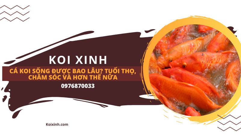 Cá Koi Sống được Bao Lâu? Tuổi Thọ, Chăm Sóc Và Hơn Thế Nữa