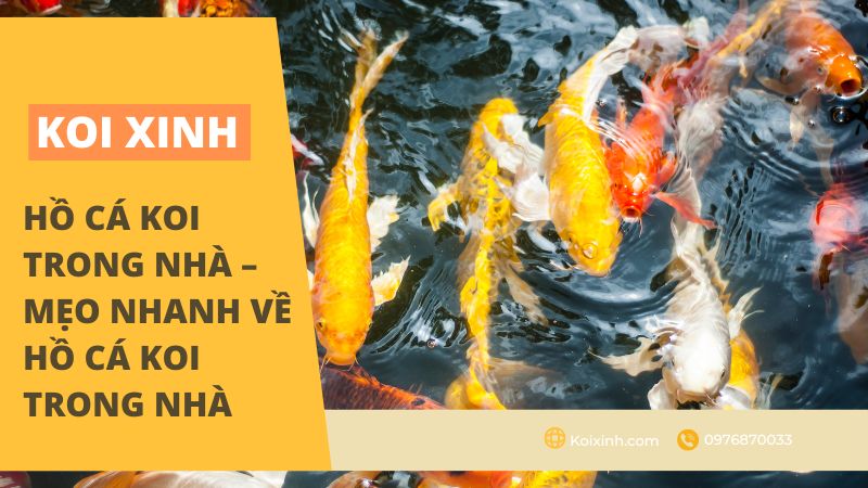 Hồ cá Koi trong nhà - Mẹo nhanh về hồ cá Koi trong nhà