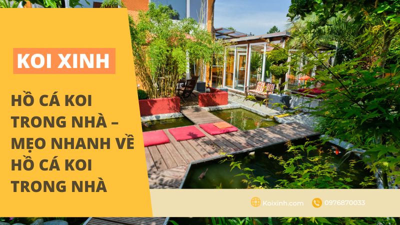 Hồ cá Koi trong nhà - Mẹo nhanh về hồ cá Koi trong nhà