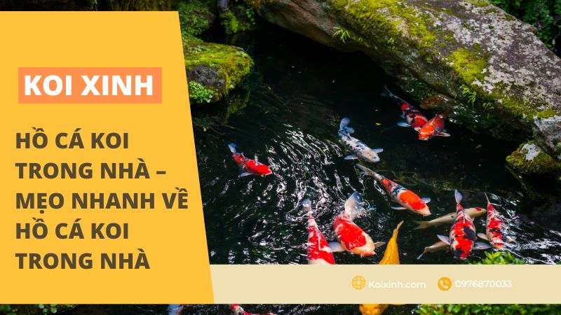 Hồ Cá Koi Trong Nhà – Mẹo Nhanh Về Hồ Cá Koi Trong Nhà