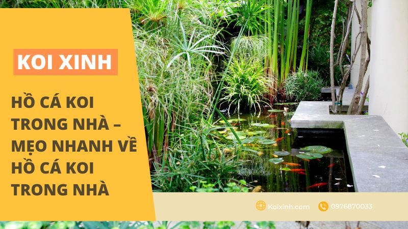 Nuôi cá Koi trong nhà Nuôi cá Koi trong nhà