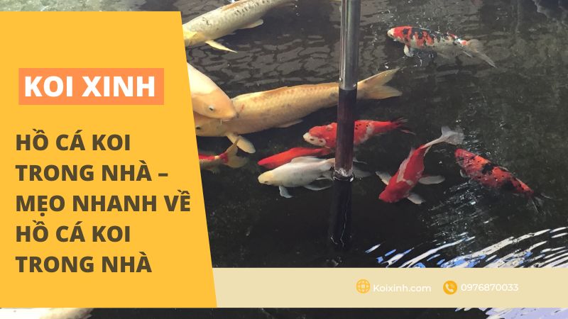 Kích thước bể cá Koi là bao nhiêu? Kích thước bể cá Koi là bao nhiêu?