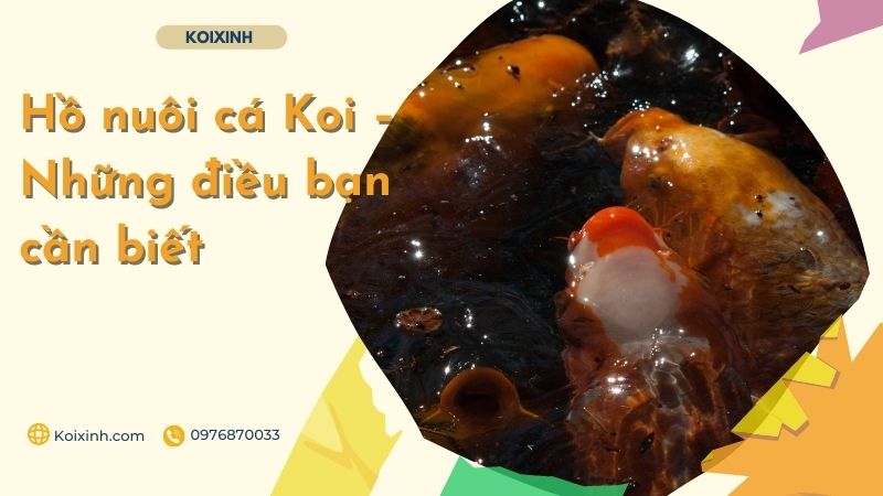 Hồ Nuôi Cá Koi – Những điều Bạn Cần Biết Làm thế nào để nước hồ trong xanh