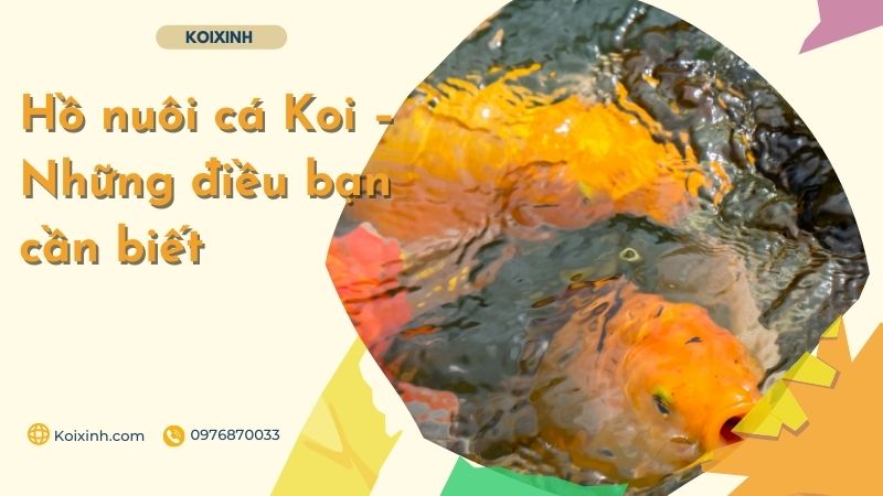 Hồ Nuôi Cá Koi – Những điều Bạn Cần Biết Cá Koi sẽ ăn con của chúng phải không?