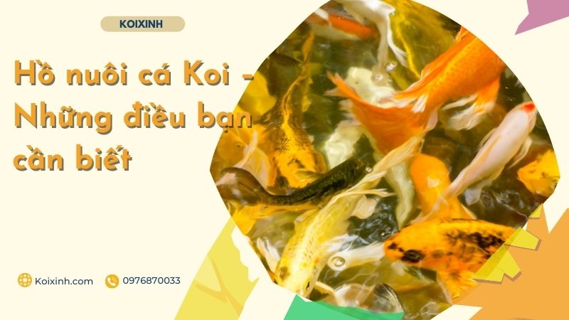 Hồ Nuôi Cá Koi – Những điều Bạn Cần Biết Đừng nuôi quá nhiều cá