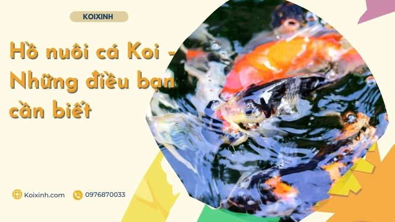 Hồ Nuôi Cá Koi – Những điều Bạn Cần Biết Lựa chọn vật liệu xây dựng