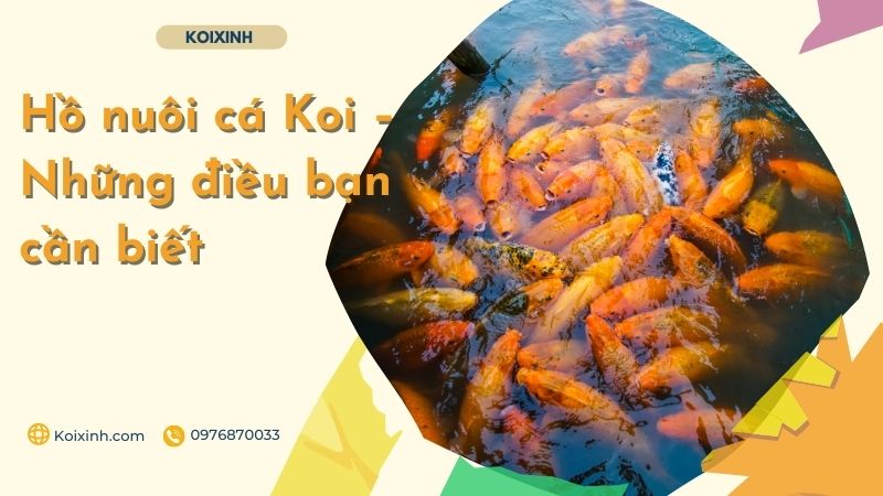 Hồ Nuôi Cá Koi – Những điều Bạn Cần Biết