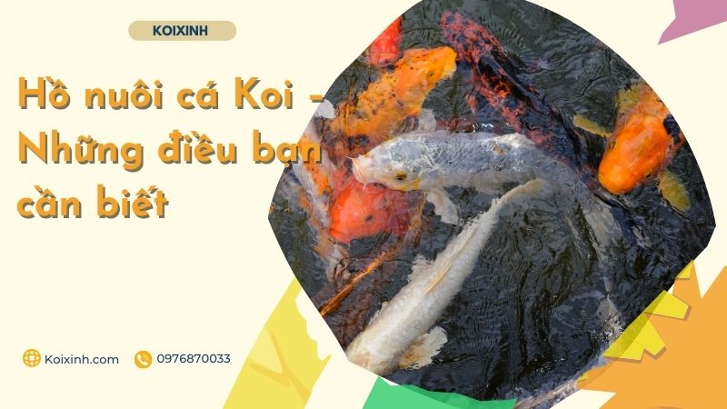 Hồ Nuôi Cá Koi – Những điều Bạn Cần Biết An toàn hồ cá