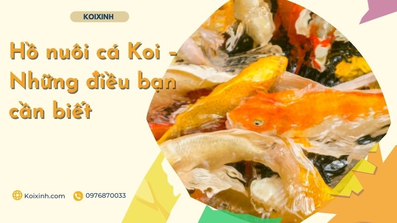 Hồ Nuôi Cá Koi – Những điều Bạn Cần Biết Những điều cần xem xét