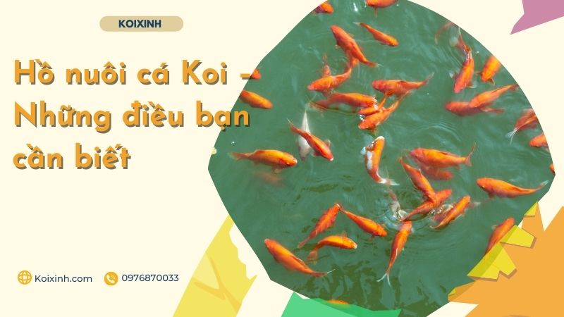 Hồ Nuôi Cá Koi – Những điều Bạn Cần Biết Cách thiết kế hồ cá đẹp