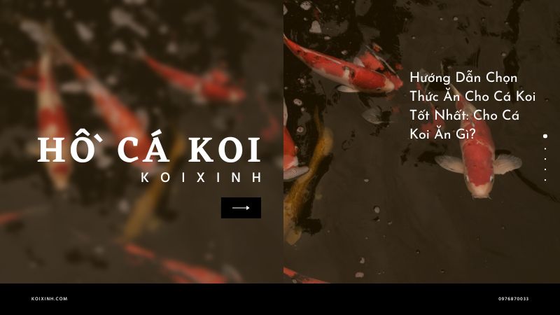 Hướng Dẫn Chọn Thức Ăn Cho Cá Koi Tốt Nhất: Cho Cá Koi Ăn Gì? Hướng Dẫn Chọn Thức Ăn Cho Cá Koi Tốt Nhất: Cho Cá Koi Ăn Gì?
