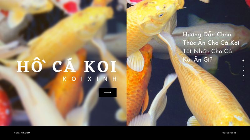Hướng Dẫn Chọn Thức Ăn Cho Cá Koi Tốt Nhất: Cho Cá Koi Ăn Gì?