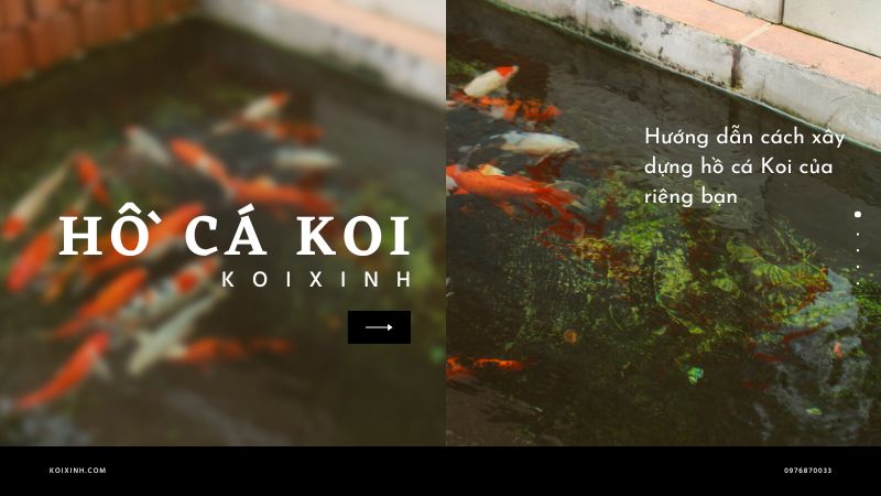 Hướng Dẫn Cách Xây Dựng Hồ Cá Koi Của Riêng Bạn Hướng Dẫn Cách Xây Dựng Hồ Cá Koi Của Riêng Bạn