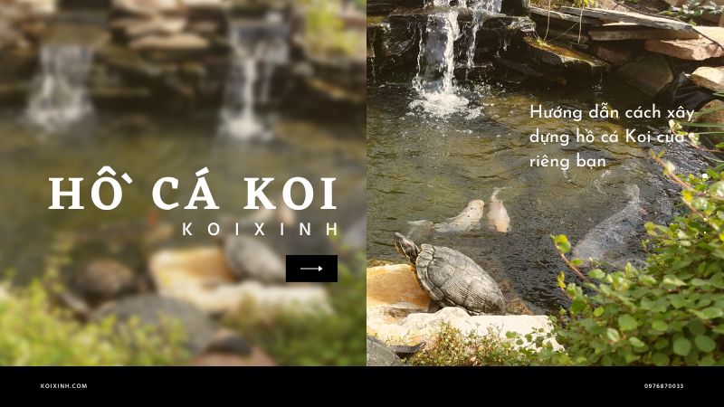 Hướng Dẫn Cách Xây Dựng Hồ Cá Koi Của Riêng Bạn Hướng Dẫn Cách Xây Dựng Hồ Cá Koi Của Riêng Bạn