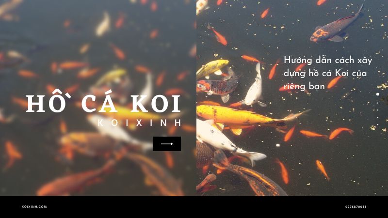 Hướng Dẫn Cách Xây Dựng Hồ Cá Koi Của Riêng Bạn Hướng Dẫn Cách Xây Dựng Hồ Cá Koi Của Riêng Bạn
