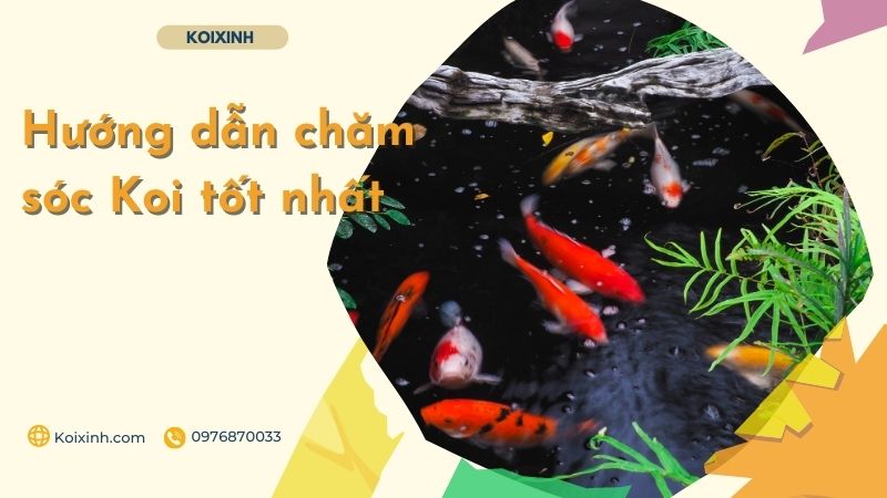 Hướng Dẫn Chăm Sóc Koi Tốt Nhất Hướng Dẫn Chăm Sóc Koi Tốt Nhất