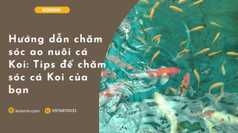 Hướng Dẫn Chăm Sóc Ao Nuôi Cá Koi: Tips để Chăm Sóc Cá Koi Của Bạn