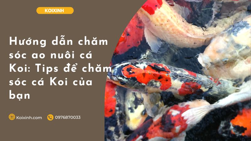 Hướng Dẫn Chăm Sóc Ao Nuôi Cá Koi: Tips để Chăm Sóc Cá Koi Của Bạn Hướng Dẫn Chăm Sóc Ao Nuôi Cá Koi: Tips để Chăm Sóc Cá Koi Của Bạn