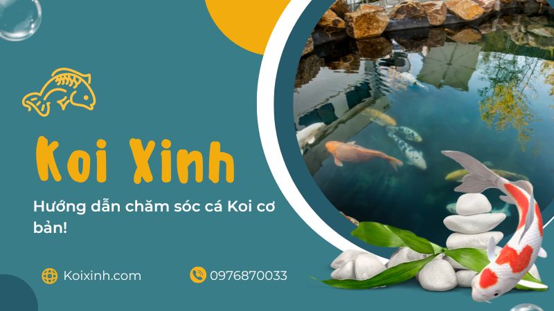Hướng Dẫn Chăm Sóc Cá Koi Cơ Bản! Cá Vàng và các loài cá Chép khác