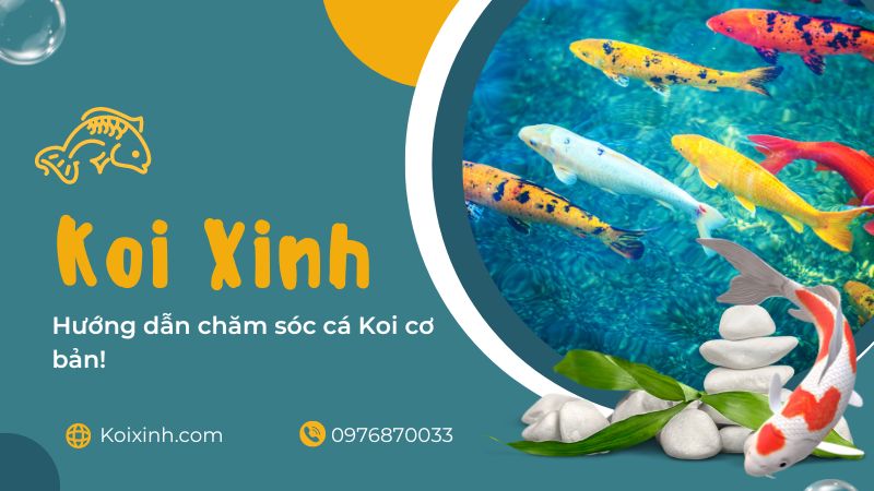 Hướng Dẫn Chăm Sóc Cá Koi Cơ Bản! Hướng Dẫn Chăm Sóc Cá Koi Cơ Bản!