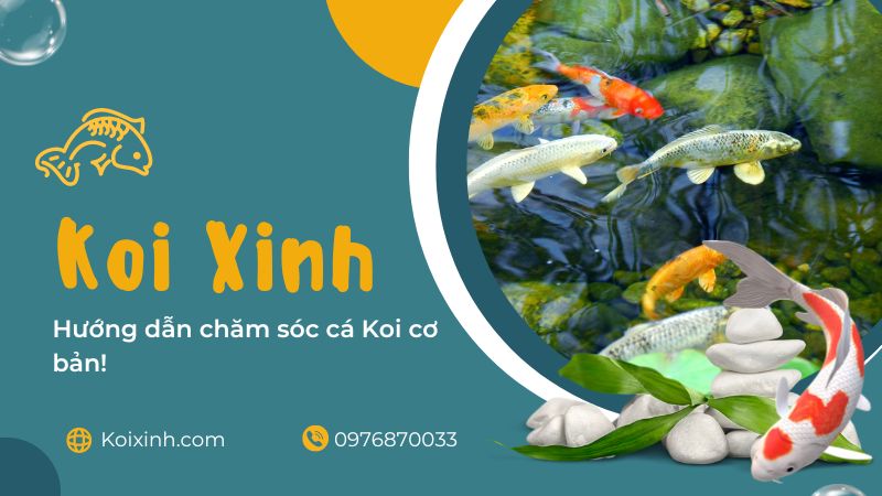 Hướng Dẫn Chăm Sóc Cá Koi Cơ Bản! Lọc và chất lượng nước trong chăm sóc cá Koi