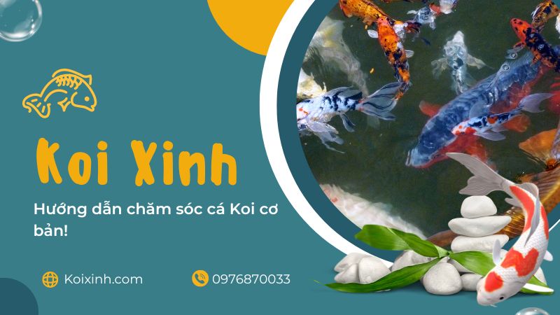 Hướng Dẫn Chăm Sóc Cá Koi Cơ Bản! Động vật ăn thịt ngoài trời