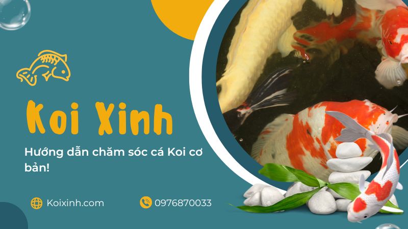 Hướng Dẫn Chăm Sóc Cá Koi Cơ Bản!