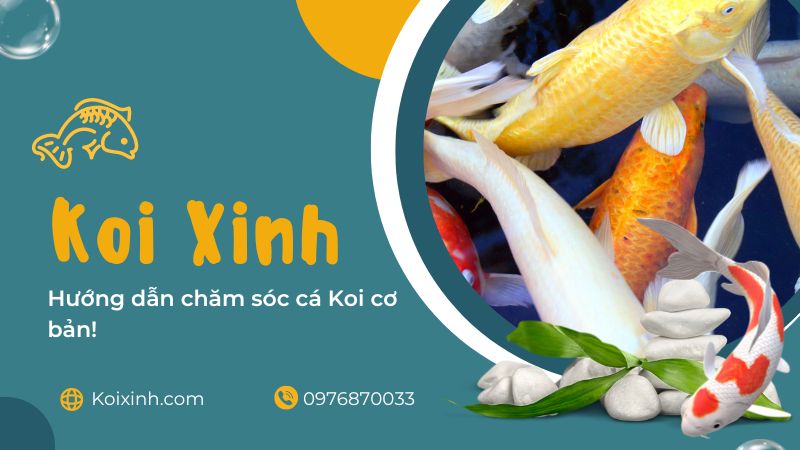 Hướng Dẫn Chăm Sóc Cá Koi Cơ Bản! Koi và động vật ăn thịt ngoài trời