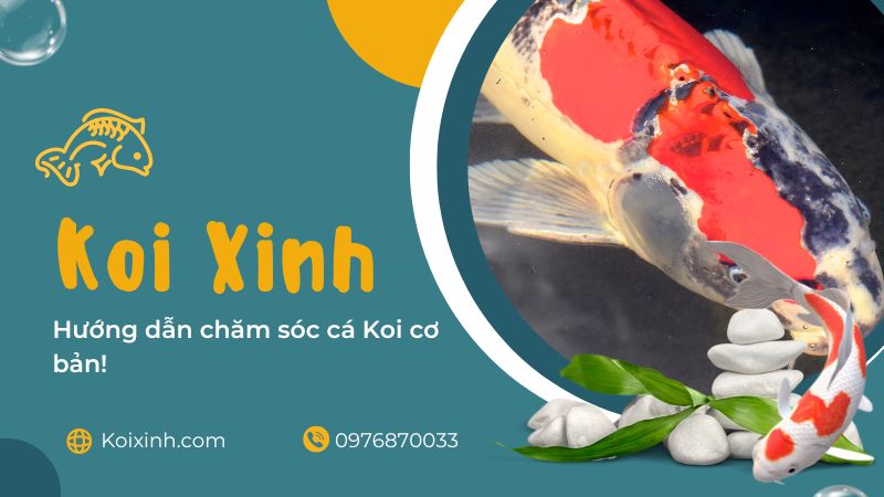 Hướng Dẫn Chăm Sóc Cá Koi Cơ Bản! Nuôi cá trong ao ngoài trời