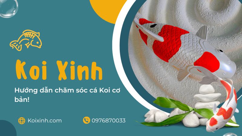 Hướng Dẫn Chăm Sóc Cá Koi Cơ Bản! Rùa