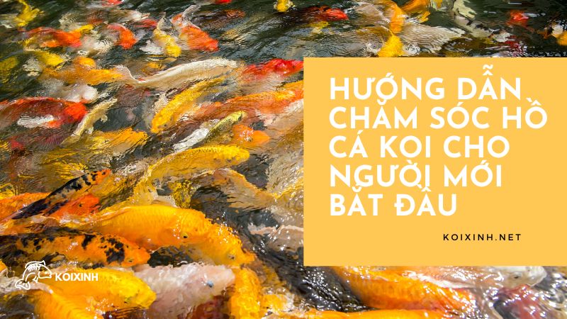 Hướng Dẫn Chăm Sóc Hồ Cá Koi Cho Người Mới Bắt đầu Hướng Dẫn Chăm Sóc Hồ Cá Koi Cho Người Mới Bắt đầu