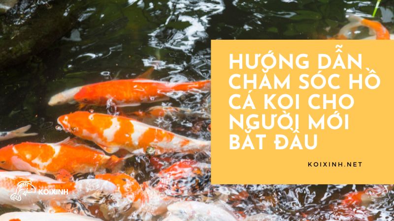 Hướng Dẫn Chăm Sóc Hồ Cá Koi Cho Người Mới Bắt đầu