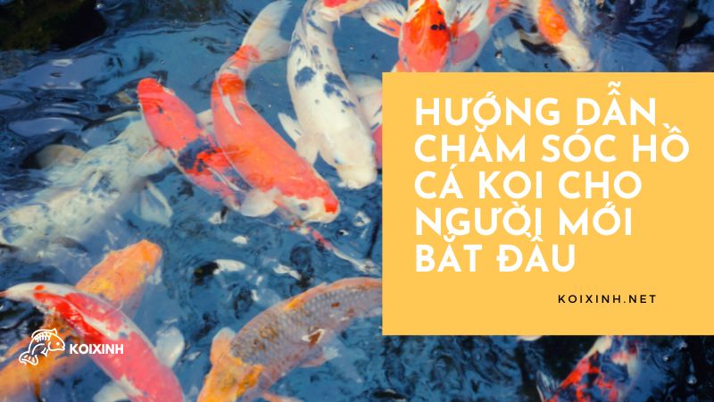 Hướng Dẫn Chăm Sóc Hồ Cá Koi Cho Người Mới Bắt đầu Hướng Dẫn Chăm Sóc Hồ Cá Koi Cho Người Mới Bắt đầu