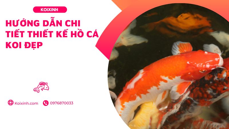 Hướng Dẫn Chi Tiết Thiết Kế Hồ Cá Koi đẹp
