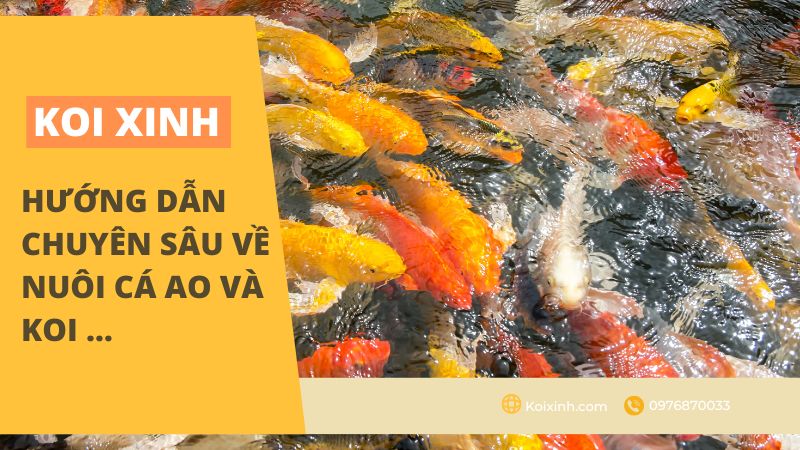 Hướng Dẫn Chuyên Sâu Về Nuôi Cá Ao Và Koi … Hướng Dẫn Chuyên Sâu Về Nuôi Cá Ao Và Koi …