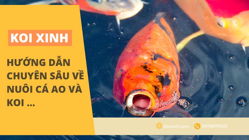 Hướng Dẫn Chuyên Sâu Về Nuôi Cá Ao Và Koi …