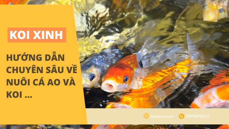 Hướng Dẫn Chuyên Sâu Về Nuôi Cá Ao Và Koi … Hướng Dẫn Chuyên Sâu Về Nuôi Cá Ao Và Koi …