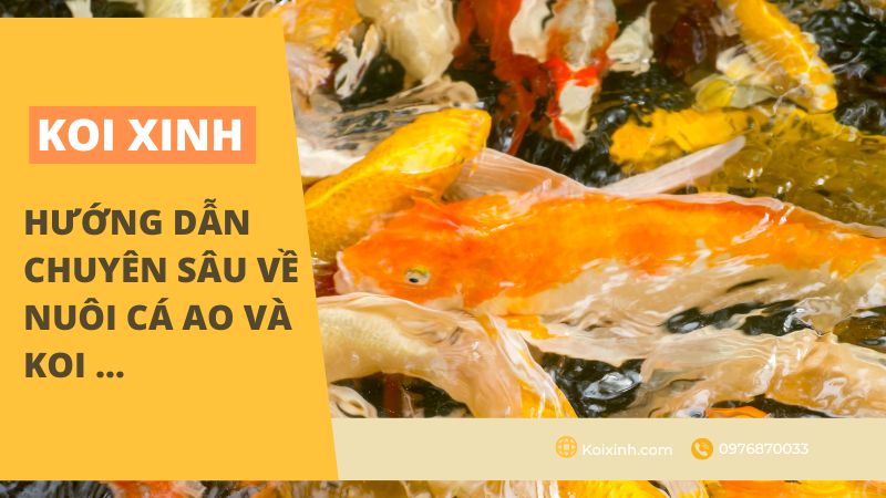 Hướng Dẫn Chuyên Sâu Về Nuôi Cá Ao Và Koi … Hướng Dẫn Chuyên Sâu Về Nuôi Cá Ao Và Koi …