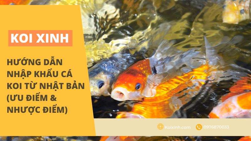 Hướng Dẫn Nhập Khẩu Cá Koi Từ Nhật Bản (Ưu điểm & Nhược điểm) Hướng Dẫn Nhập Khẩu Cá Koi
