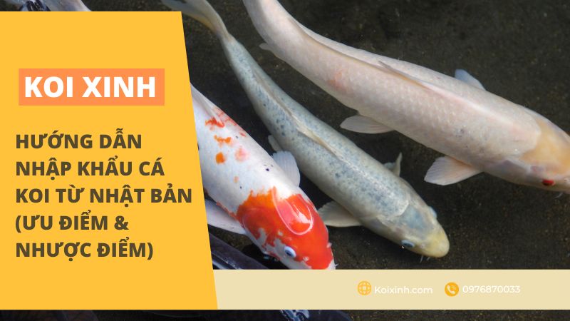 Hướng Dẫn Nhập Khẩu Cá Koi Từ Nhật Bản (Ưu điểm & Nhược điểm)