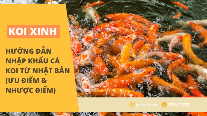 Hướng Dẫn Nhập Khẩu Cá Koi Từ Nhật Bản (Ưu điểm & Nhược điểm) Cá Koi đến từ Nhật Bản