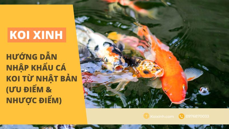 Hướng Dẫn Nhập Khẩu Cá Koi Từ Nhật Bản (Ưu điểm & Nhược điểm)