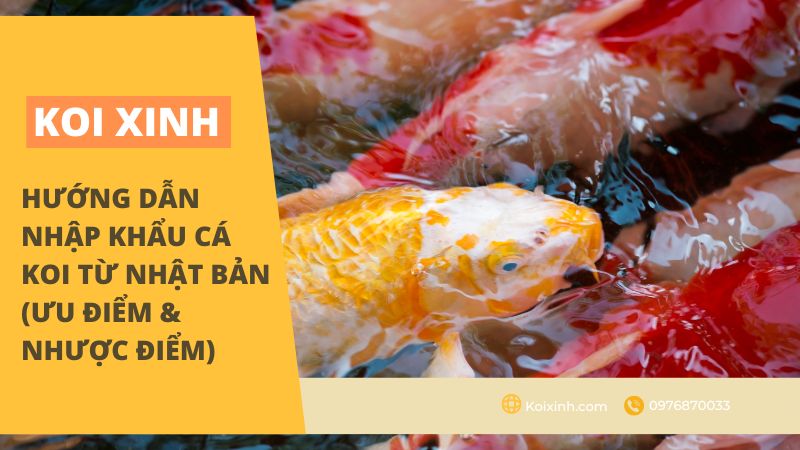 Hướng Dẫn Nhập Khẩu Cá Koi Từ Nhật Bản (Ưu điểm & Nhược điểm) Hướng Dẫn Nhập Khẩu Cá Koi