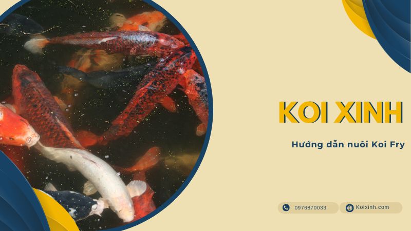 Hướng Dẫn Nuôi Koi Fry Hướng dẫn nuôi cá Koi con