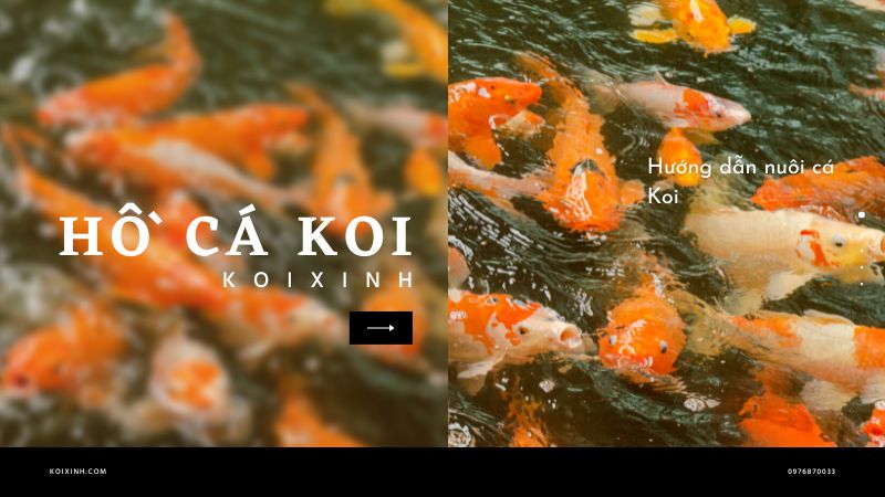 Hướng Dẫn Nuôi Cá Koi Hướng Dẫn Nuôi Cá Koi
