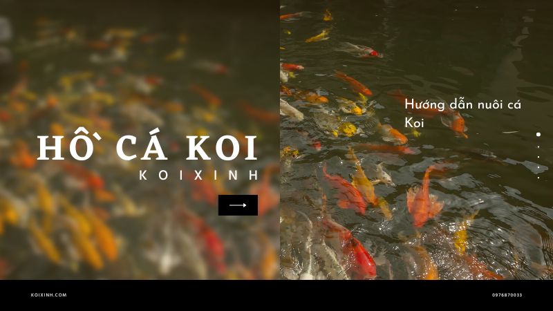 Hướng Dẫn Nuôi Cá Koi