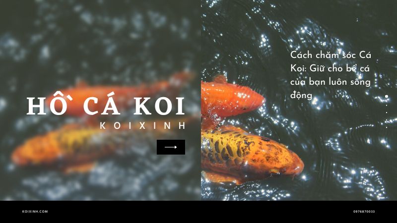 Cách Chăm Sóc Cá Koi: Giữ Cho Bể Cá Của Bạn Luôn Sống động Cách Chăm Sóc Cá Koi: Giữ Cho Bể Cá Của Bạn Luôn Sống động