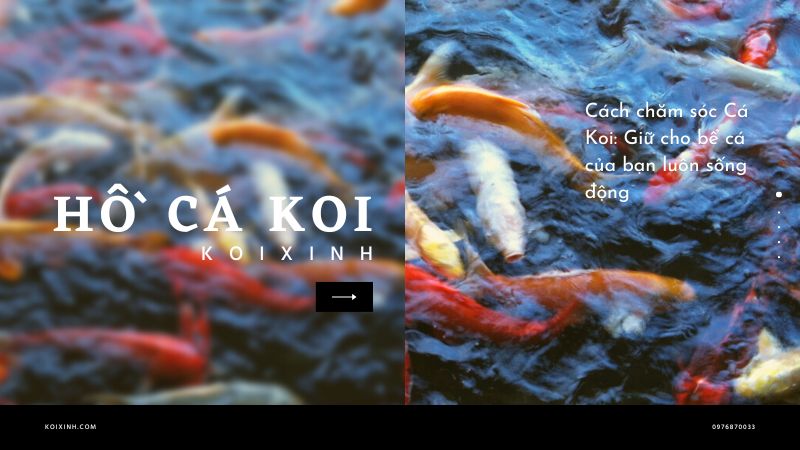 Cách Chăm Sóc Cá Koi: Giữ Cho Bể Cá Của Bạn Luôn Sống động
