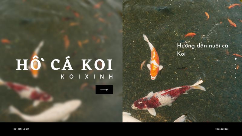 Hướng Dẫn Nuôi Cá Koi Hướng Dẫn Nuôi Cá Koi
