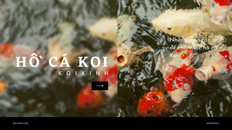 Những Mẹo Cần Thiết để Chăm Sóc Hồ Cá Koi
